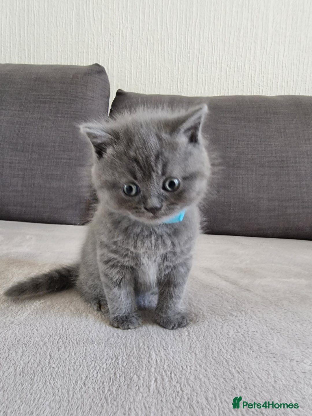British Shorthair cats for sale: Gorgeous BSH kittens  - Image 10
