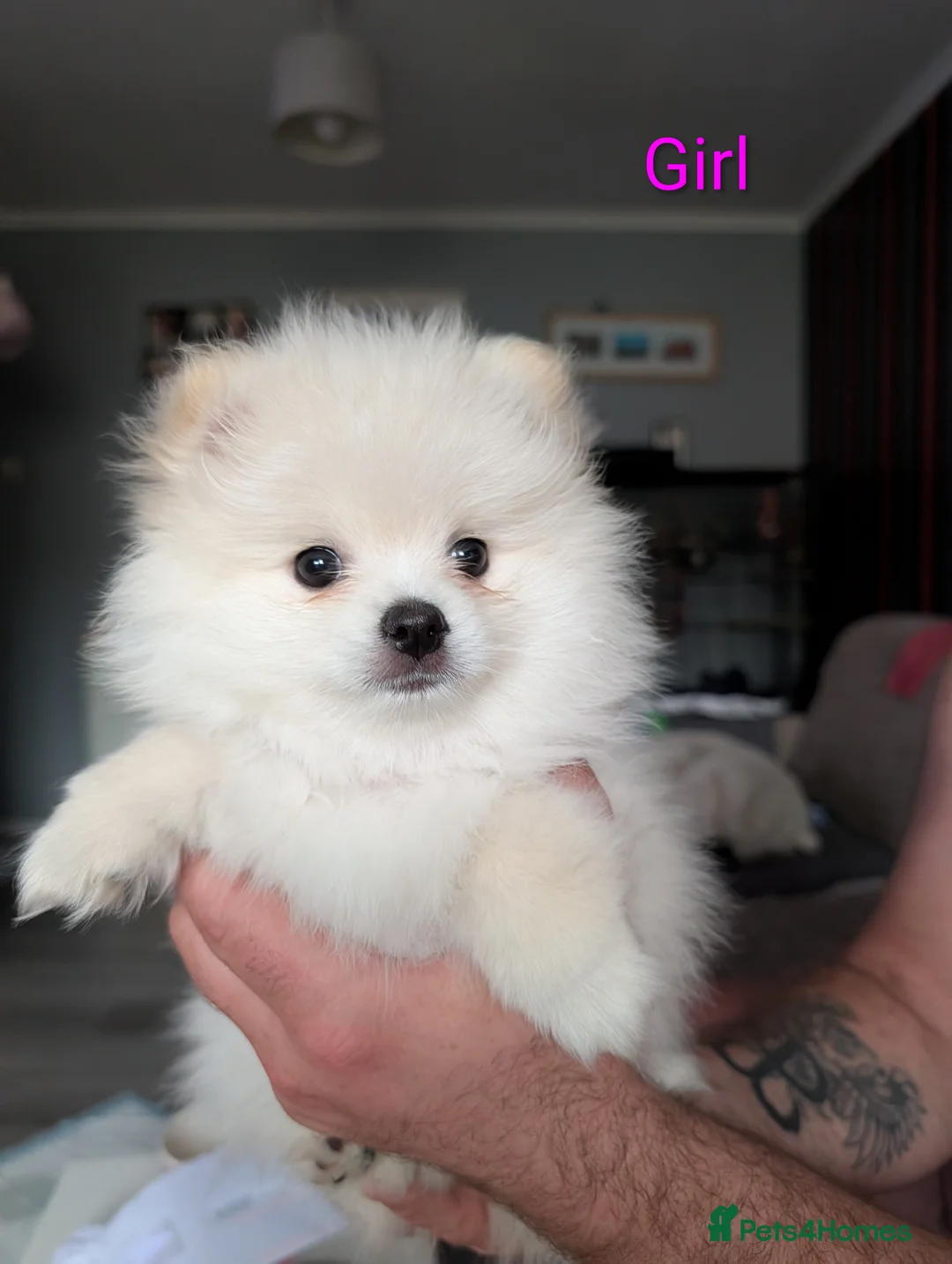 Pomeranian dogs for sale: Pomeranian puppies for sale - Advert 2