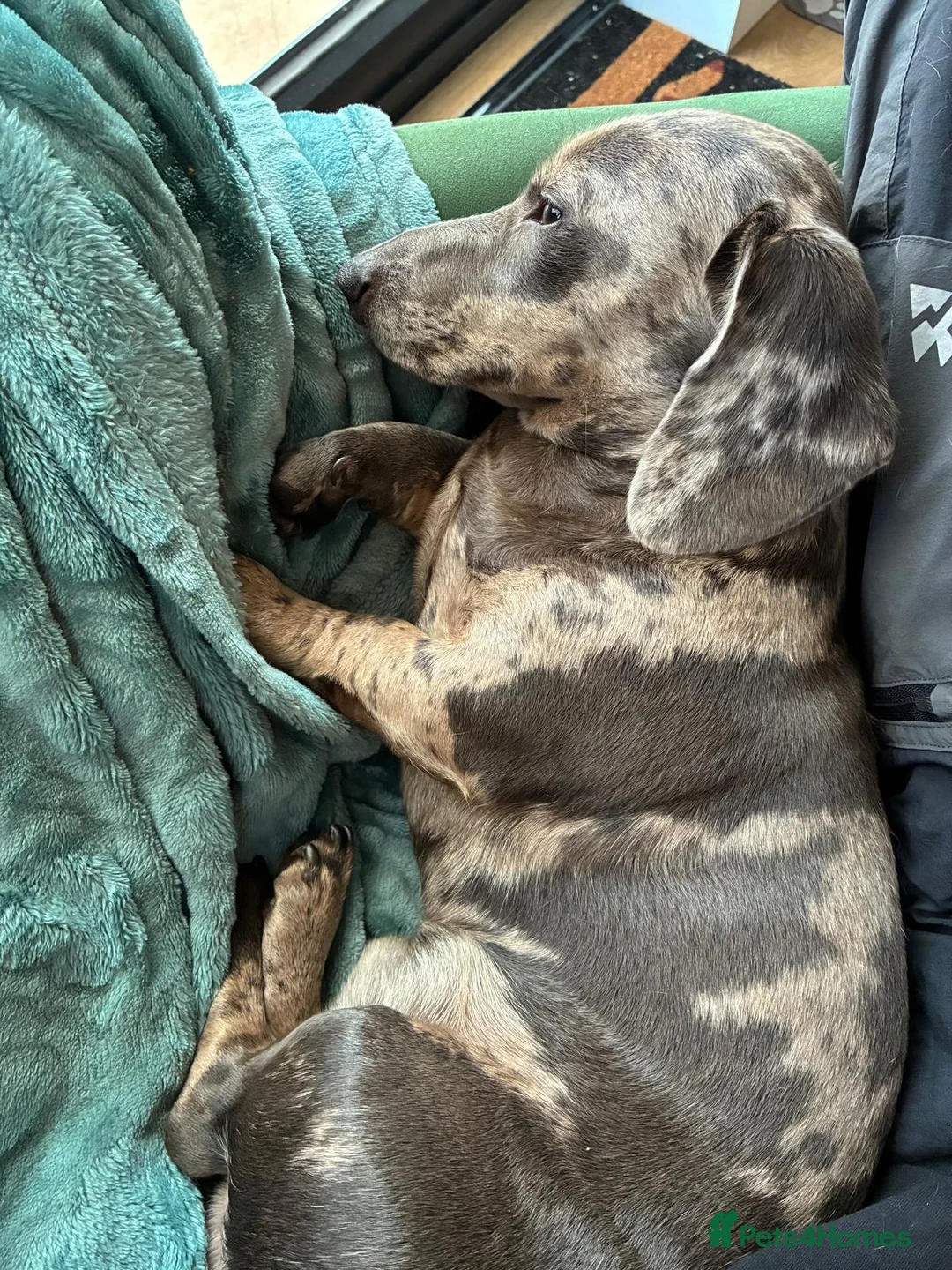 Miniature Dachshund dogs for stud: KC Reg, Miniature Dachshund available for stud   - Advert 8