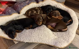 Dachshund dogs for sale: Gorgeous smooth hair black and tan dachshund girl  - Advert 2