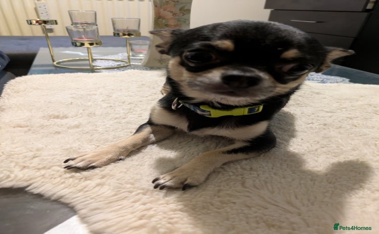 Chihuahua dogs - Advert 1