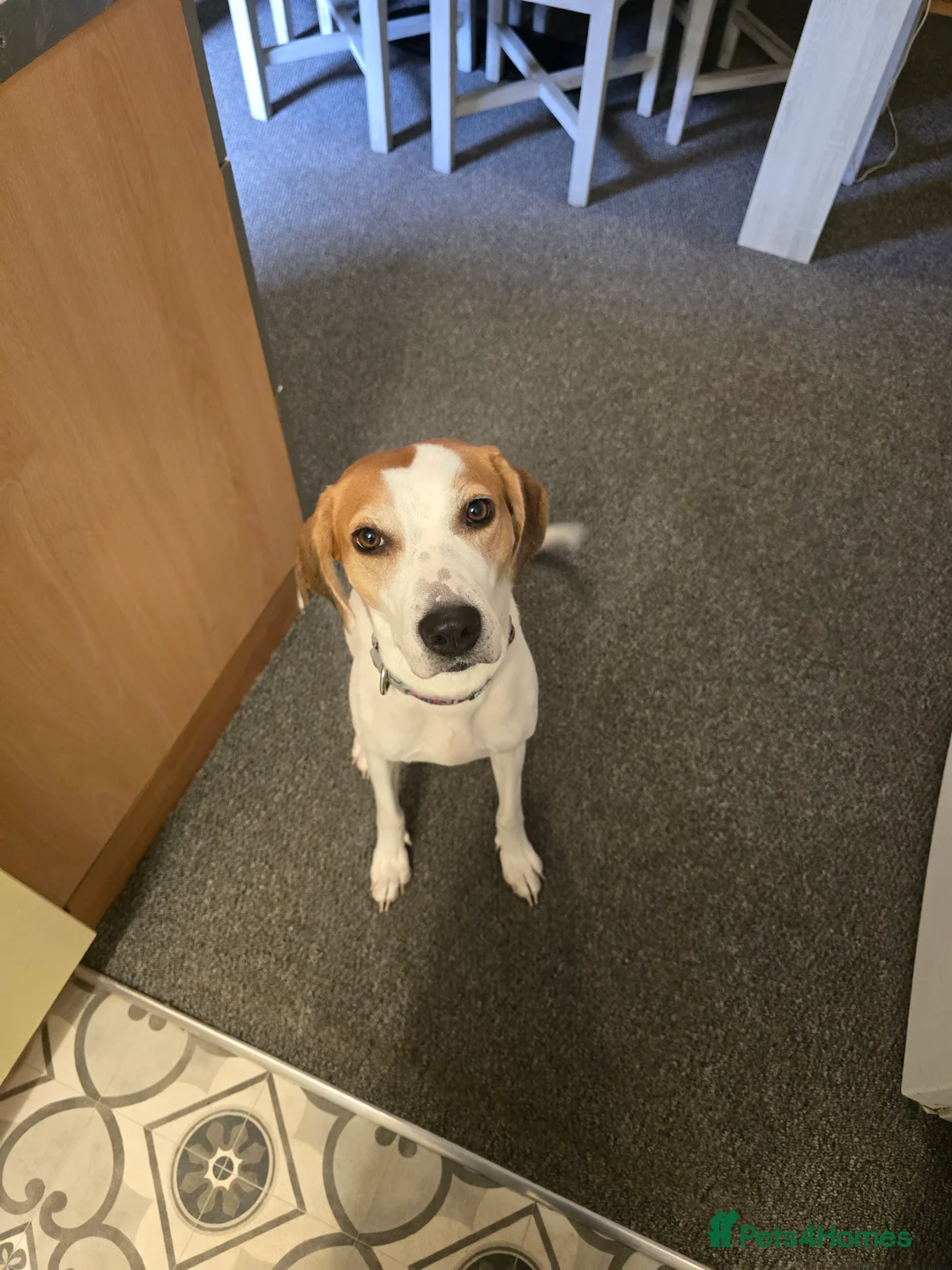 Mixed Breed dogs for sale: Foxhound wippet 2 years old female in Ramsgate - Advert 4