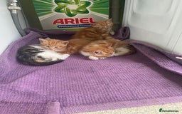 Mixed Breed cats for sale: 5 cute kittens for sale  - Image 17
