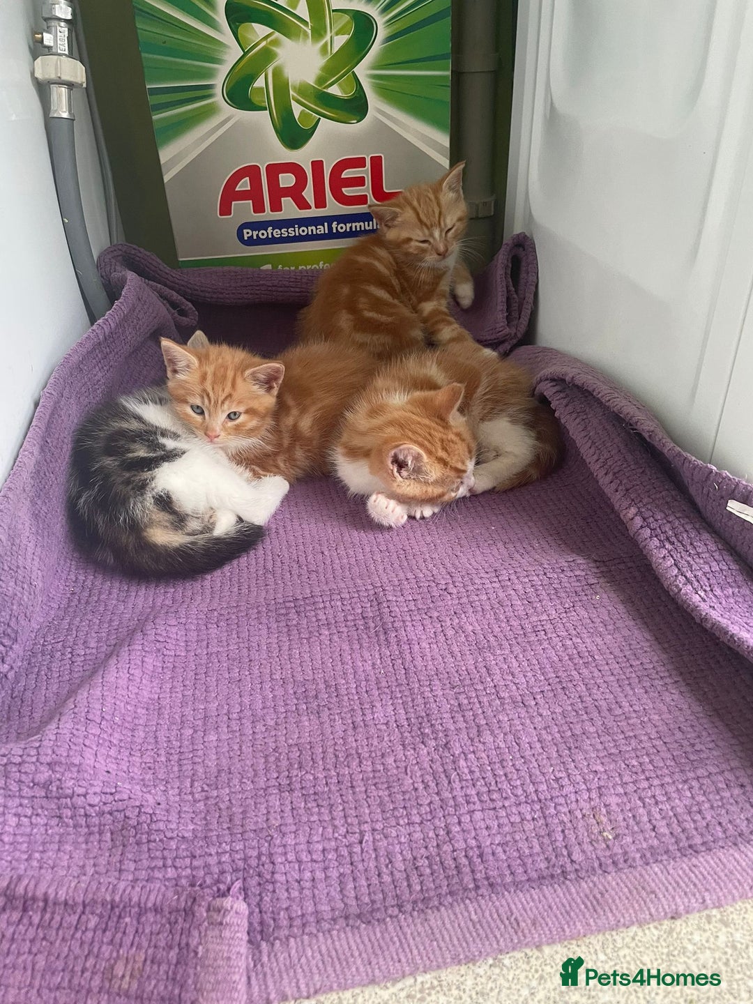 Mixed Breed cats for sale: 5 cute kittens for sale  - Image 17