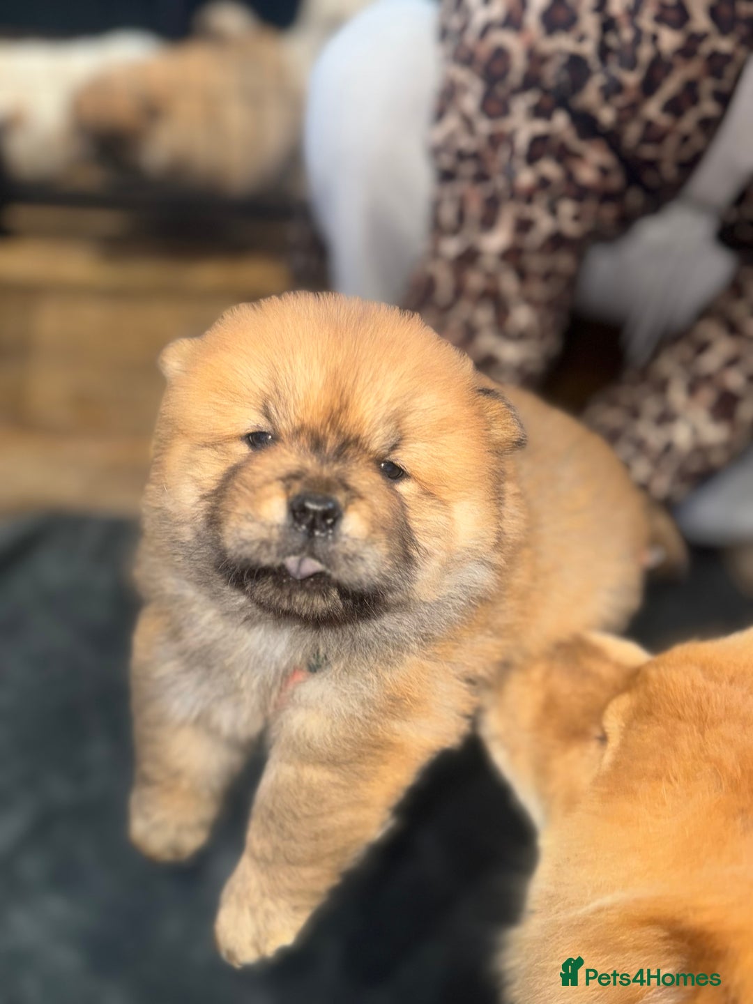 Chow Chow dogs for sale: CHOW CHOW PUPPIES  - Advert 5