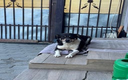 Mixed Breed dogs for adoption: ELSA -  a Special Girl who hates the Prison - Image 16