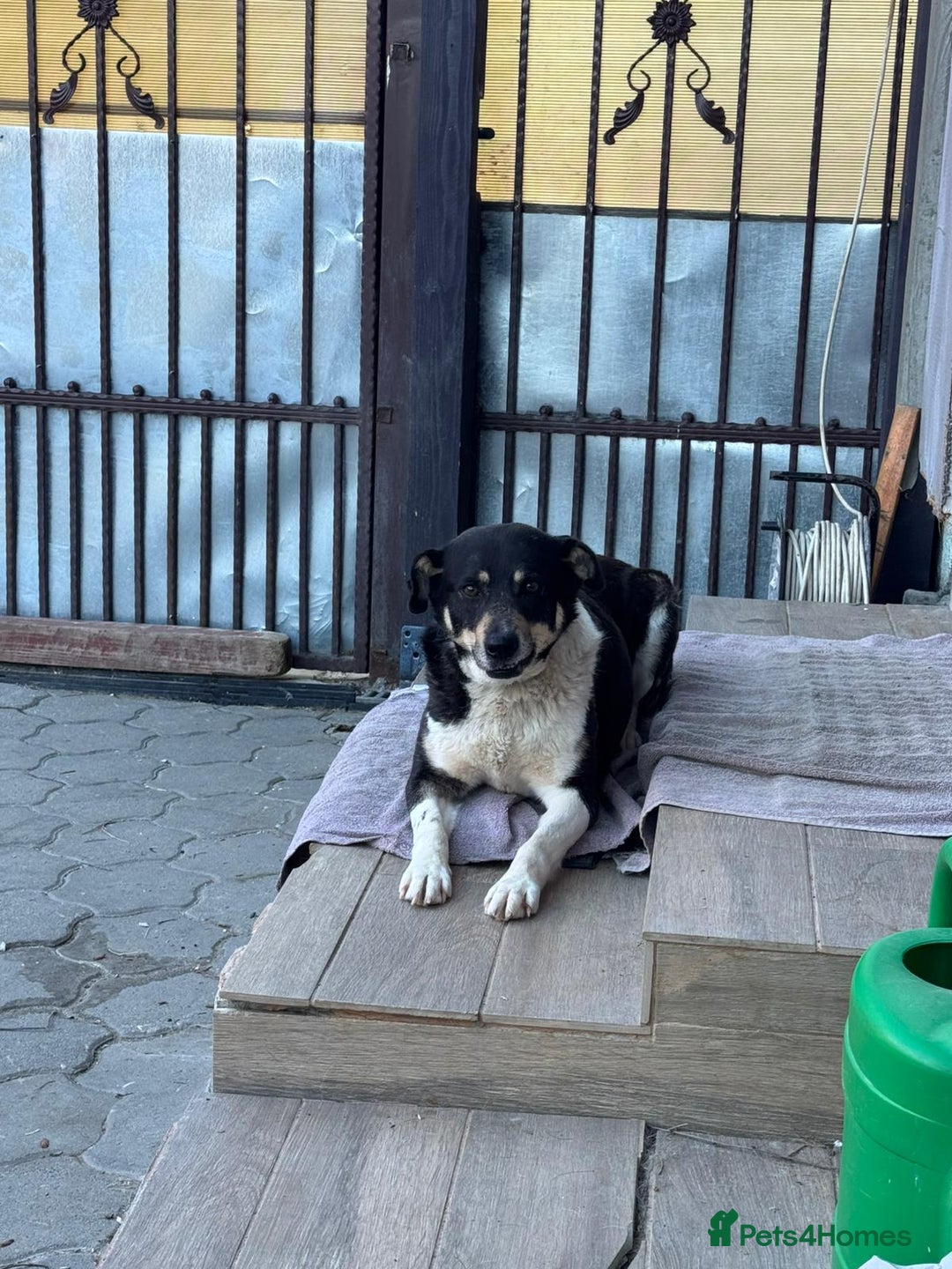 Mixed Breed dogs for adoption: ELSA -  a Special Girl who hates the Prison - Image 16