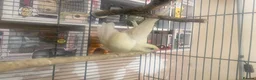 Parakeets birds for sale: Kakariki’s  - Advert 2