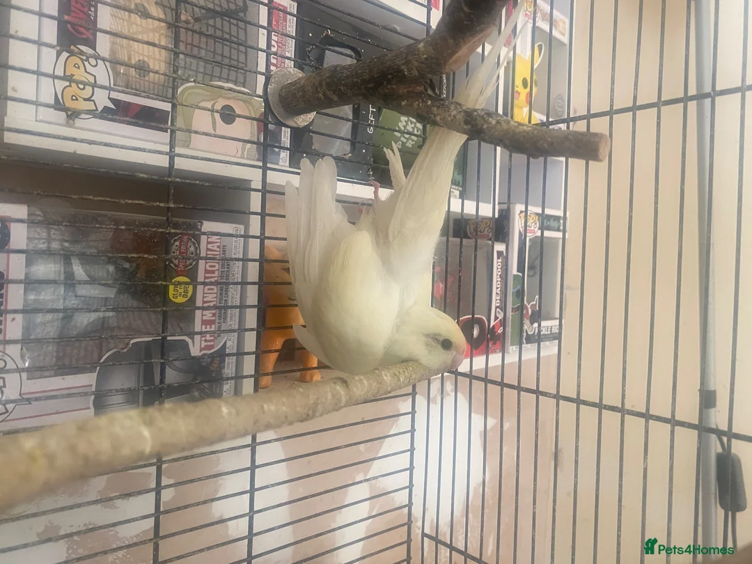 Parakeets birds for sale: Kakariki’s  - Advert 2
