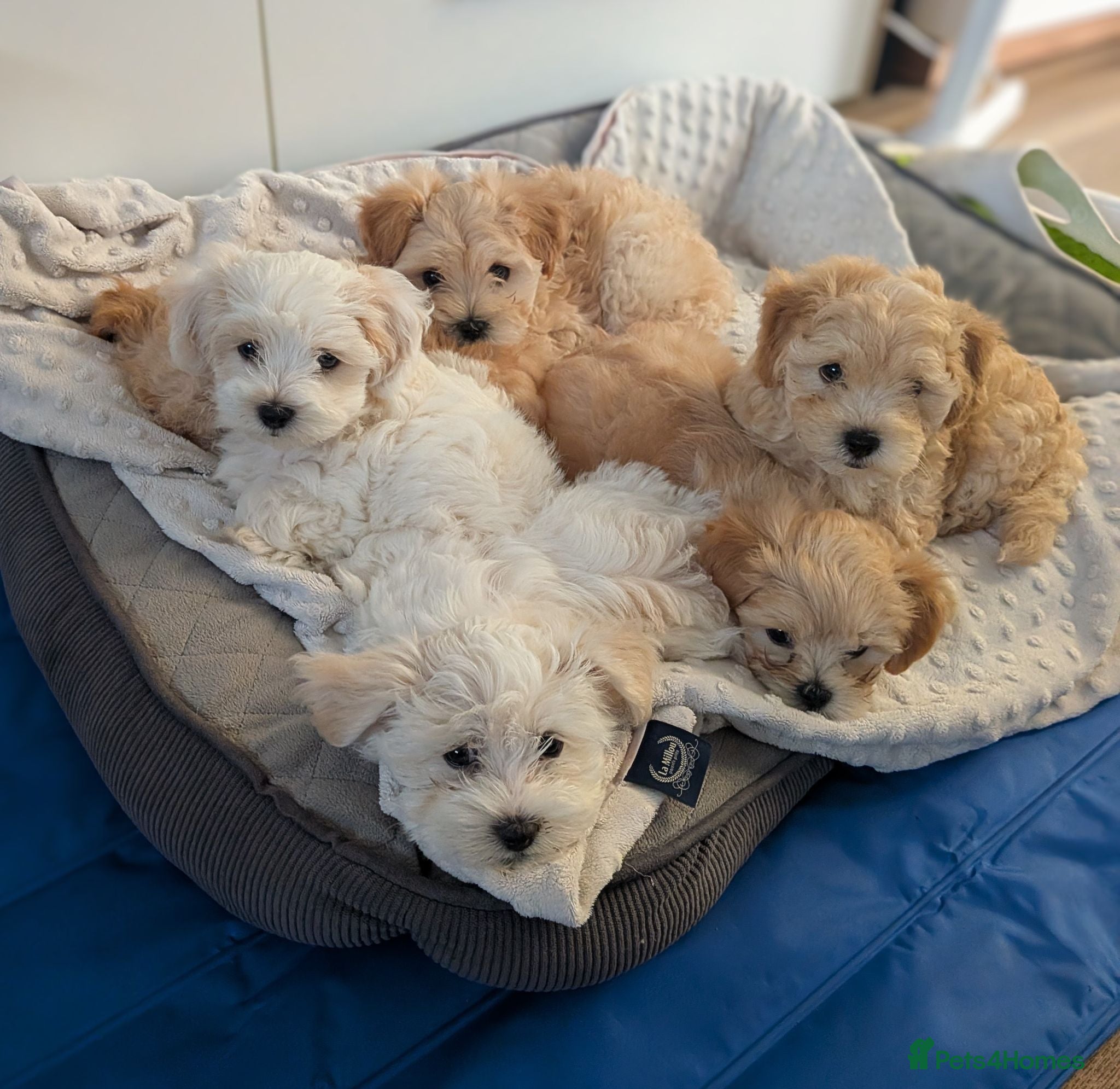 Maltipoo dogs Tiny Maltipoo F2😍 - Advert 6
