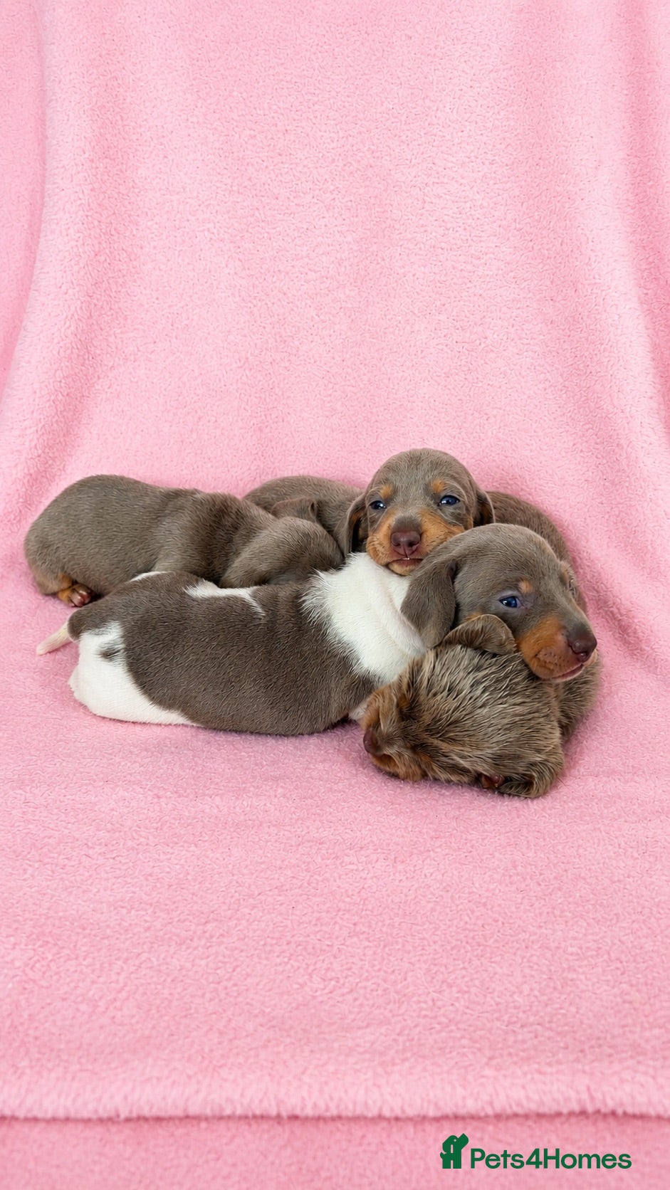 Miniature Dachshund dogs 5 Beautiful KC Puppies - Advert 17