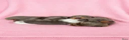 Miniature Dachshund dogs for sale: Beautiful KC Puppies - Advert 12