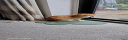 Bengal cats for sale: Looking for a Loving Forever Home  - Advert 19
