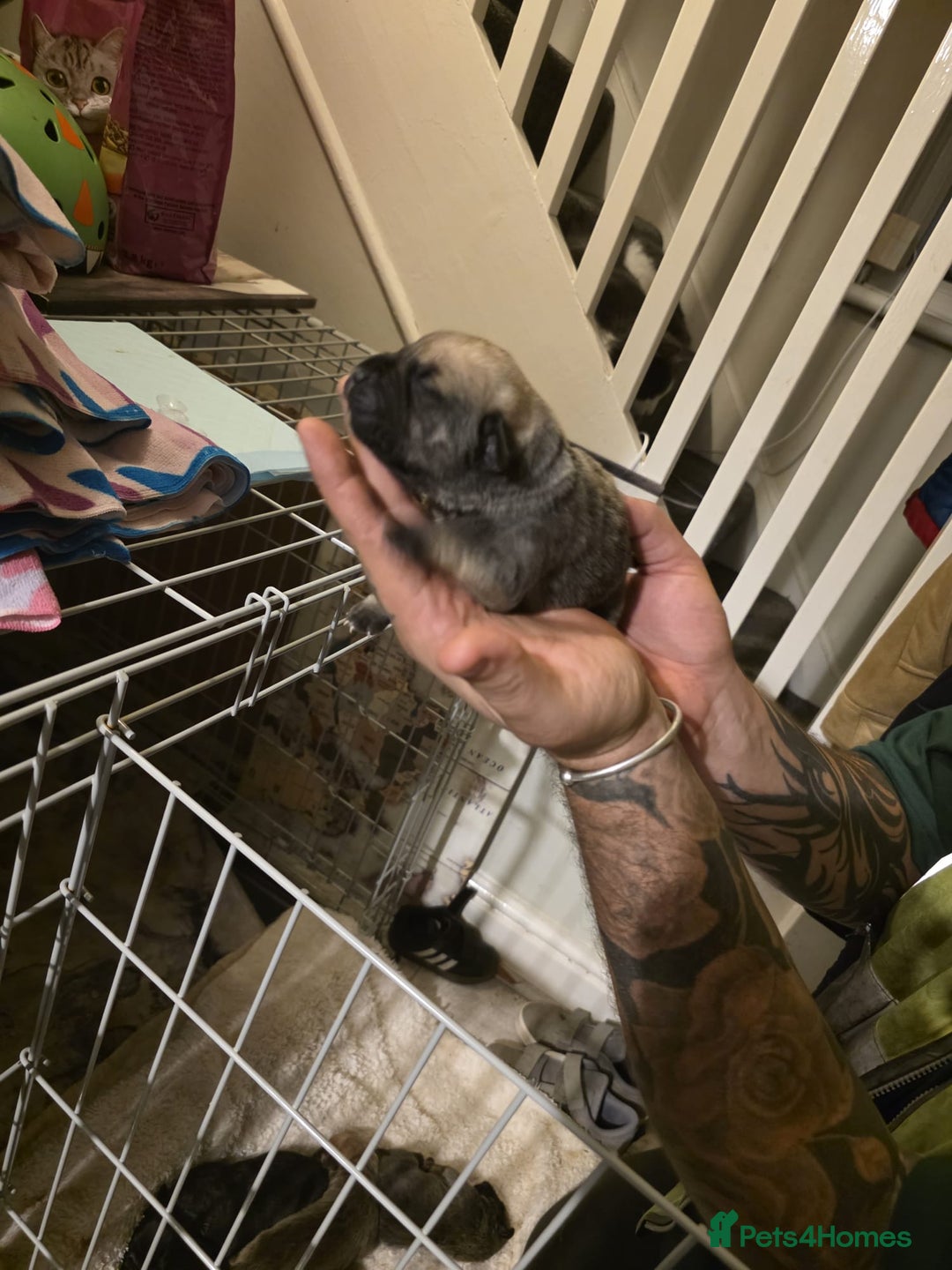 Cane Corso dogs for sale: Cane corso pups - Image 14