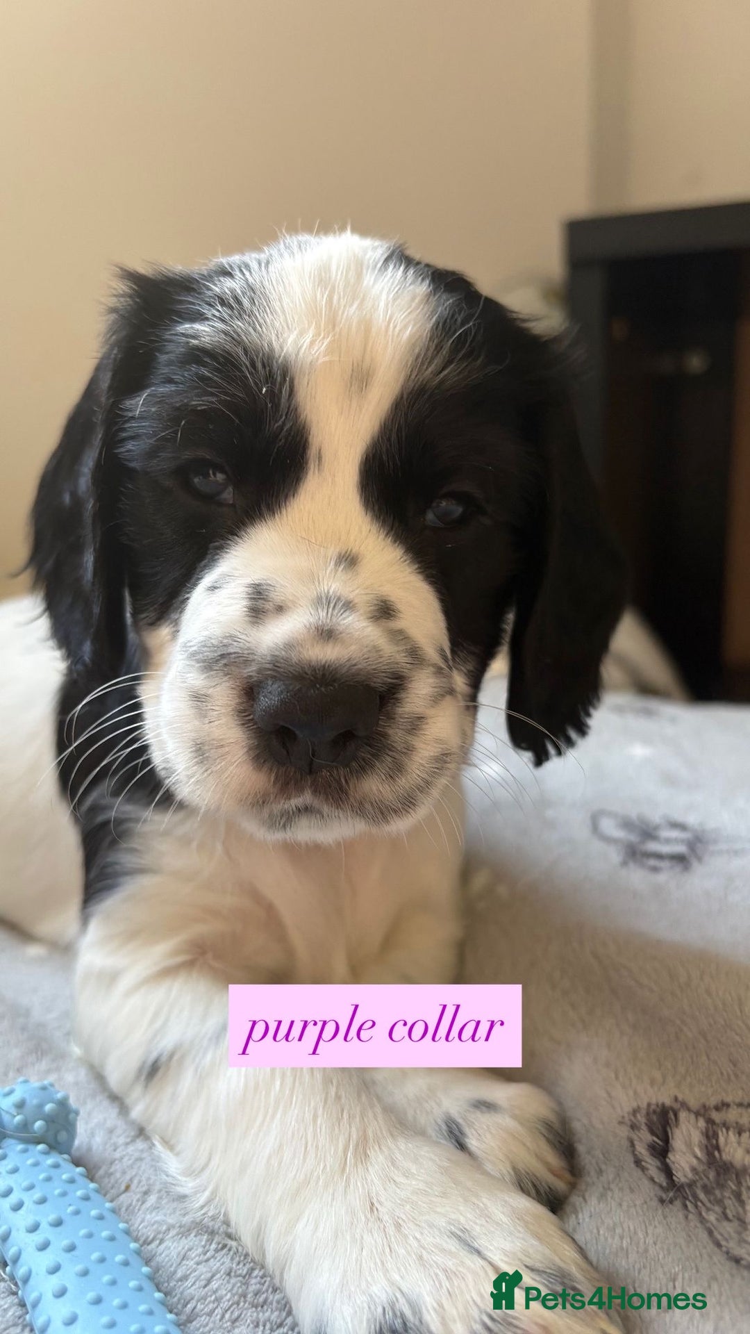 Sprocker dogs for sale: Sprocker puppies. Ready to leave 10th October.  - Image 25