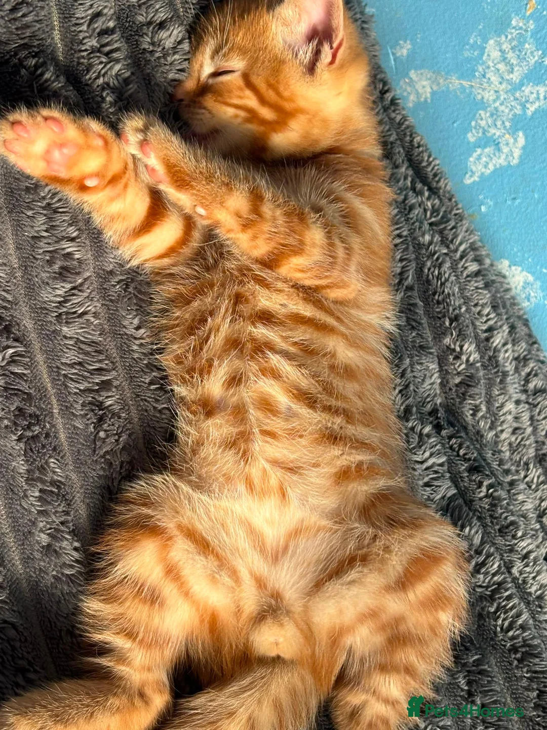Mixed Breed cats for sale: Male ginger kitten - Advert 6