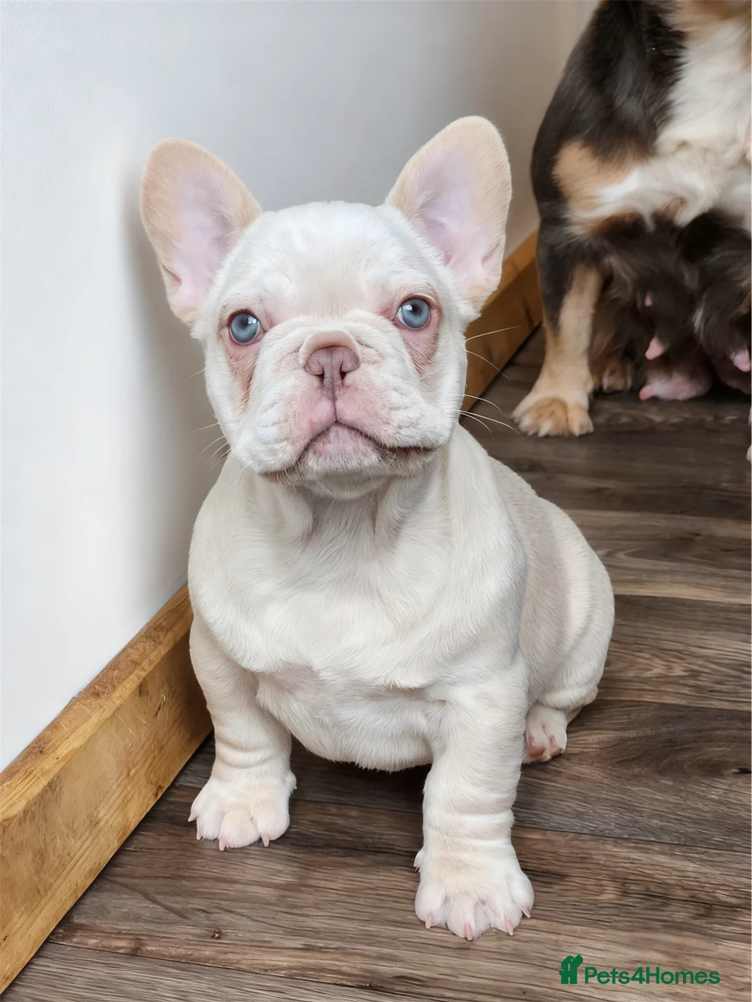 French Bulldog dogs for sale: Quality French Bulldog Puppies - Advert 9