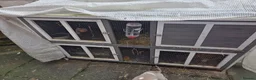 Mixed Breed rabbits for sale: 2 female rabbits for rehoming - Advert 2