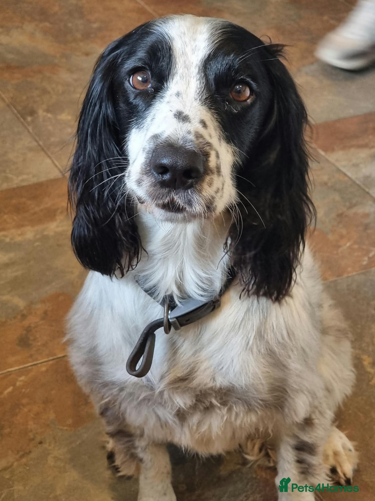 English Springer Spaniel dogs Beautiful Springer needs beautiful new home.  - Advert 6