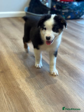 Australian Shepherd dogs - Advert 1