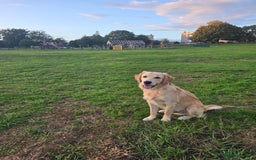 Golden Retriever dogs for sale:  Playful golden retriver 9 month - Image 1