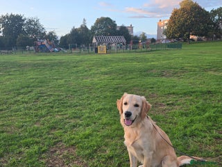 Golden Retriever dogs - Advert 2