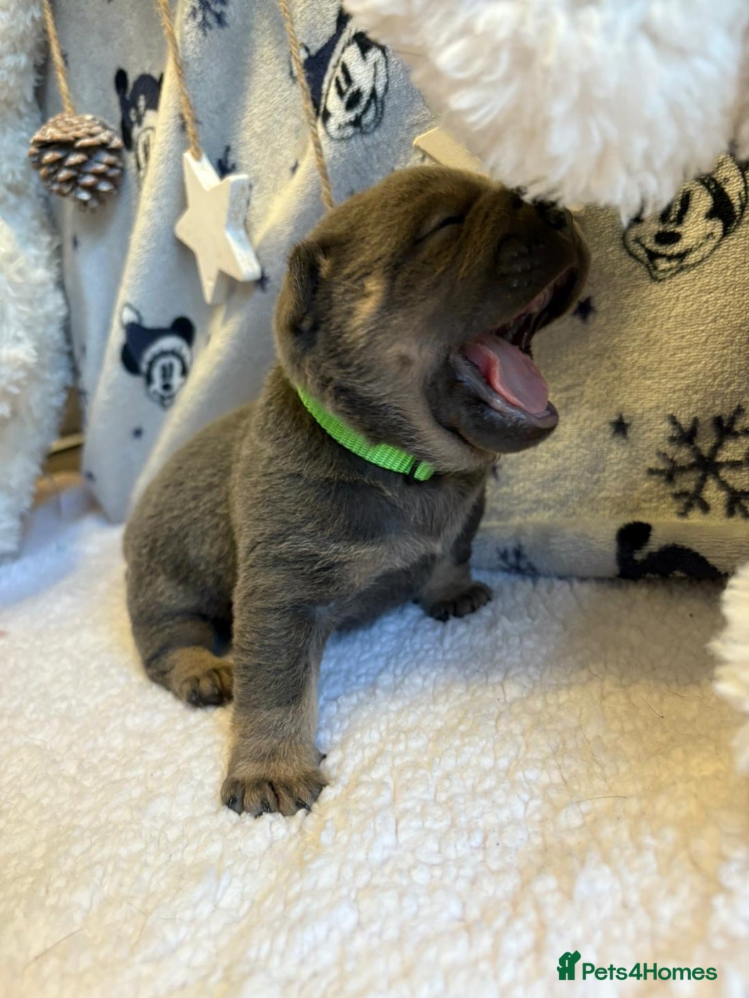 Mixed Breed dogs for sale: 🩷 STUNNING FRENCH CHOWS🩵 - Advert 5