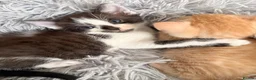 Mixed Breed cats for sale: lovley kittens looking for their new home - Advert 3