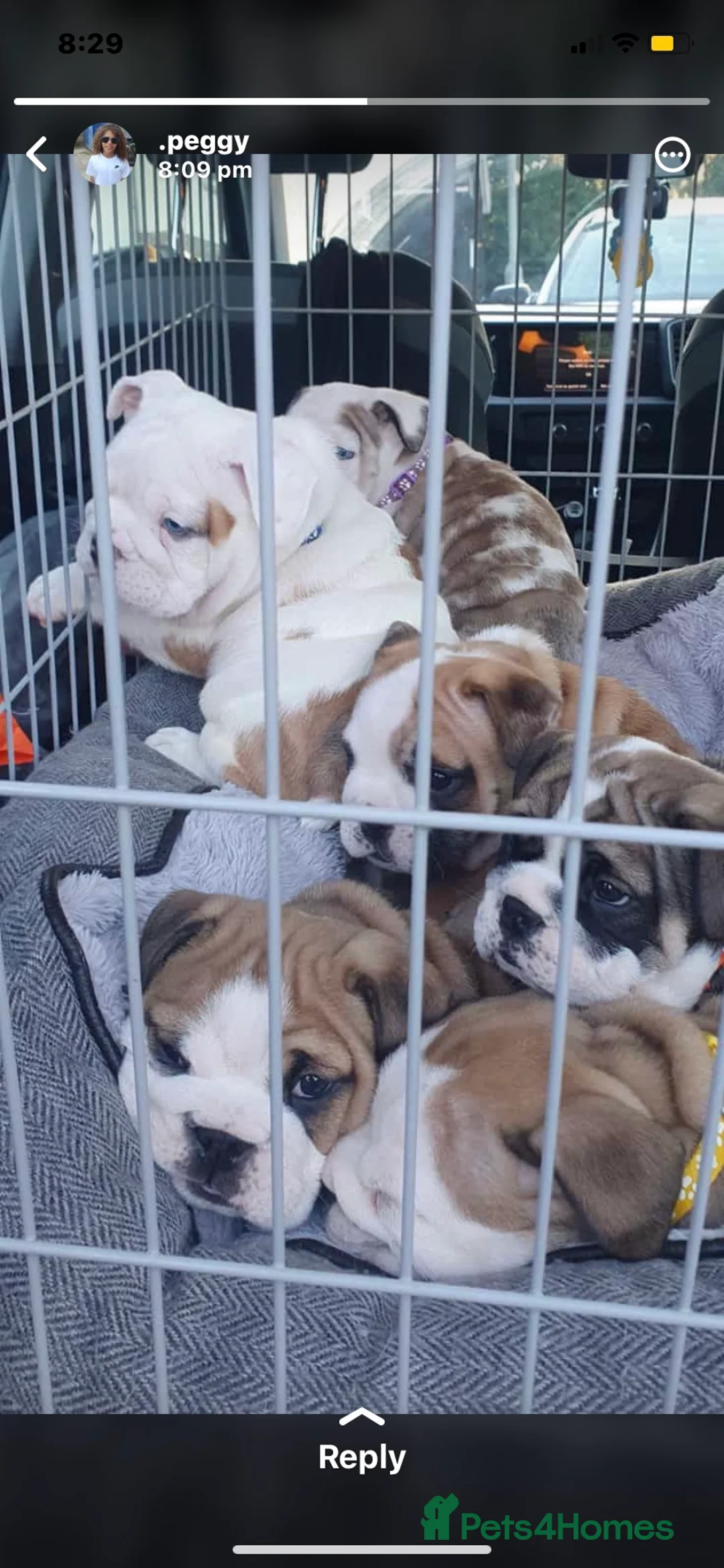 English Bulldog dogs for stud: PROVEN -SHRINKABULLS bloodline.  in Coventry - Advert 9