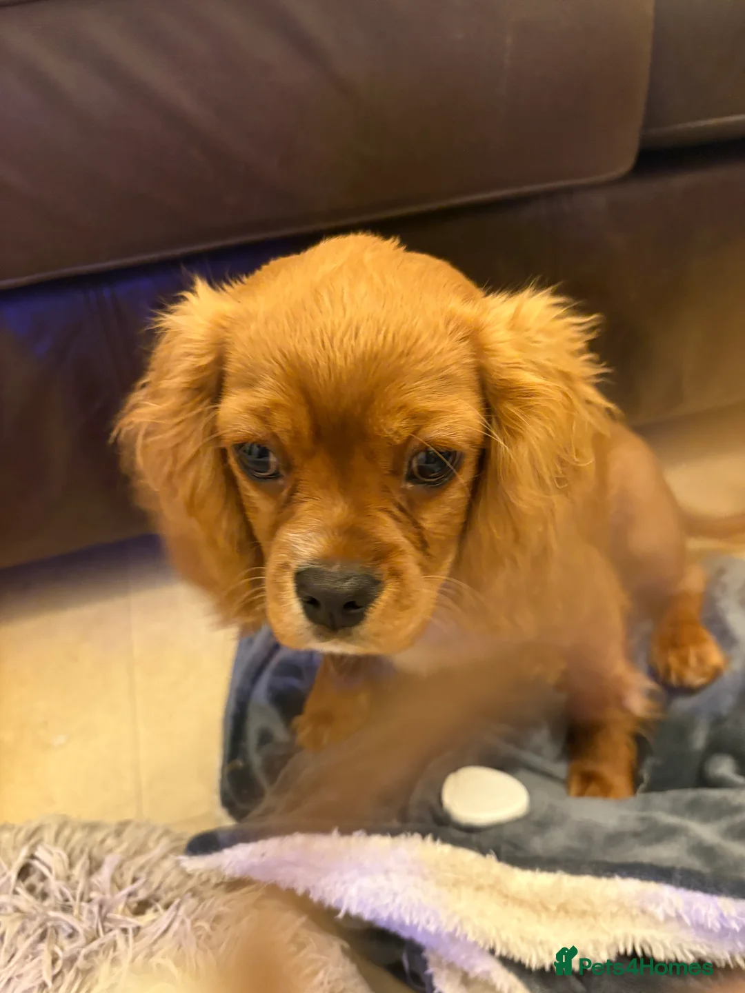 Cavalier King Charles Spaniel dogs for sale: 4 month old male King Charles spaniel for sale - Advert 7