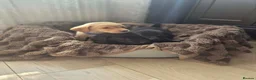 Labrador Retriever dogs for sale: KC registered Labrador Retriever puppies - Advert 10