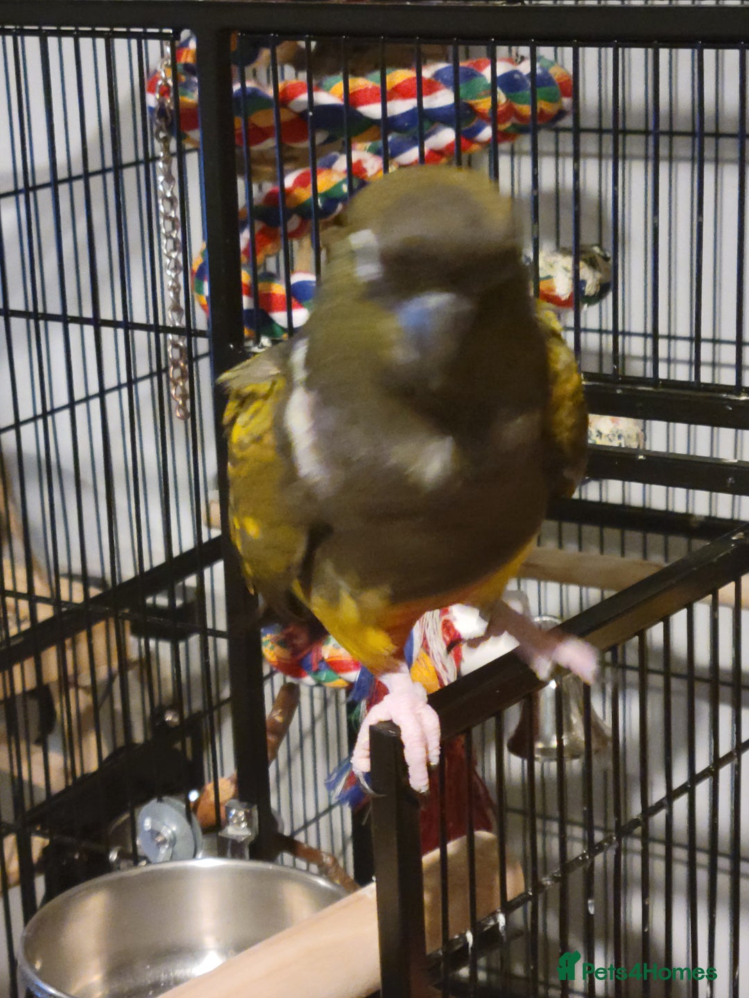 Conures birds for sale: Peekaboo - Advert 6