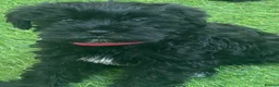 Schnoodle dogs for sale: 🐾🐶Adorable Cavaschnauzer pups 🐶🐾 - Advert 3