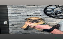 Staffordshire Bull Terrier dogs for sale: 2 red/2 red fawn puppies - Image 2