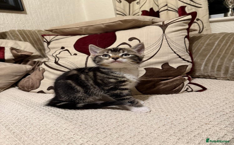 Mixed Breed cats - Advert 4