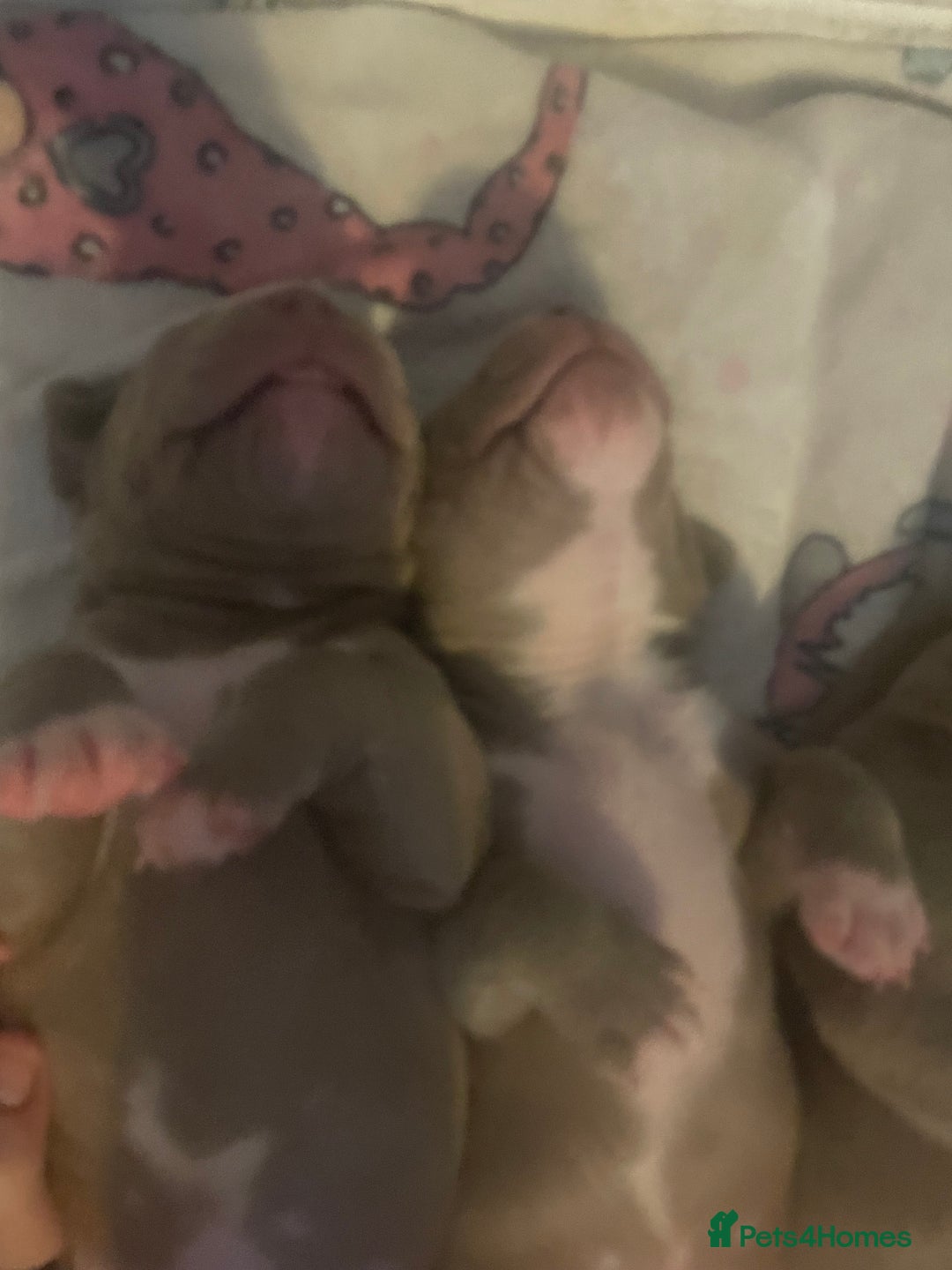 American Bully dogs for sale: Stunning bully pups  - Image 7
