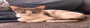 British Shorthair Kitten 2