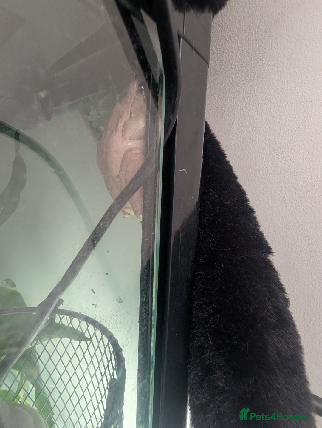 Frog reptiles for sale: Downsizing tree frogs  - Image 1