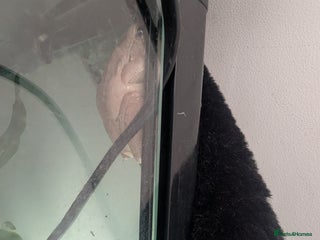 Frog reptiles - Advert 8