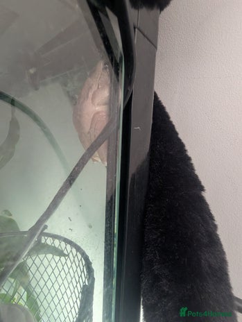 Frog reptiles - Advert 1