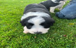 Bearded Collie dogs for sale: Six beautiful Beardie puppies for sale - Image 22
