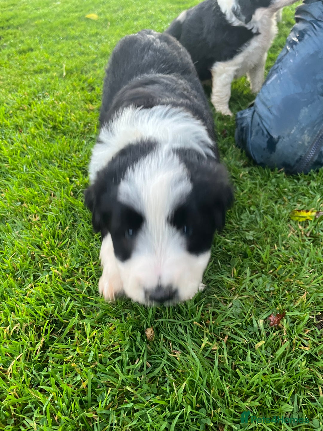 Bearded Collie dogs for sale: Six beautiful Beardie puppies for sale - Image 22
