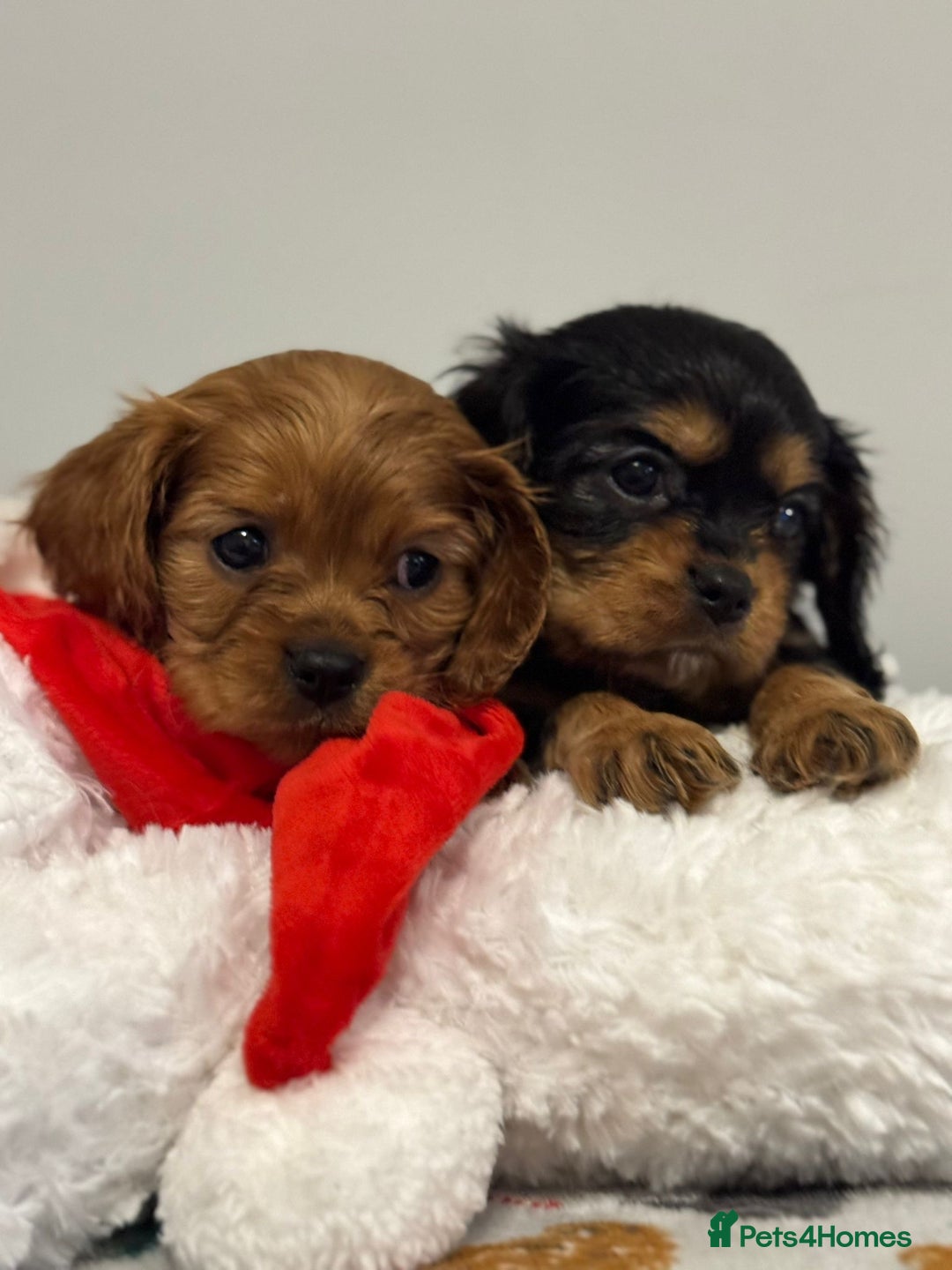 Cavalier King Charles Spaniel dogs for sale: Cavalier King Charles Spaniel Pups KC Reg - Advert 22