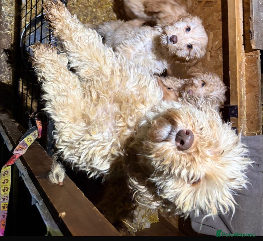 Cockapoo dogs for sale: Cockapoo puppies  - Advert 2