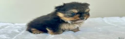 Pomeranian dogs for sale: KC Reg Pomeranians🐾Rare Colours🐾Licensed Breeder - Advert 7