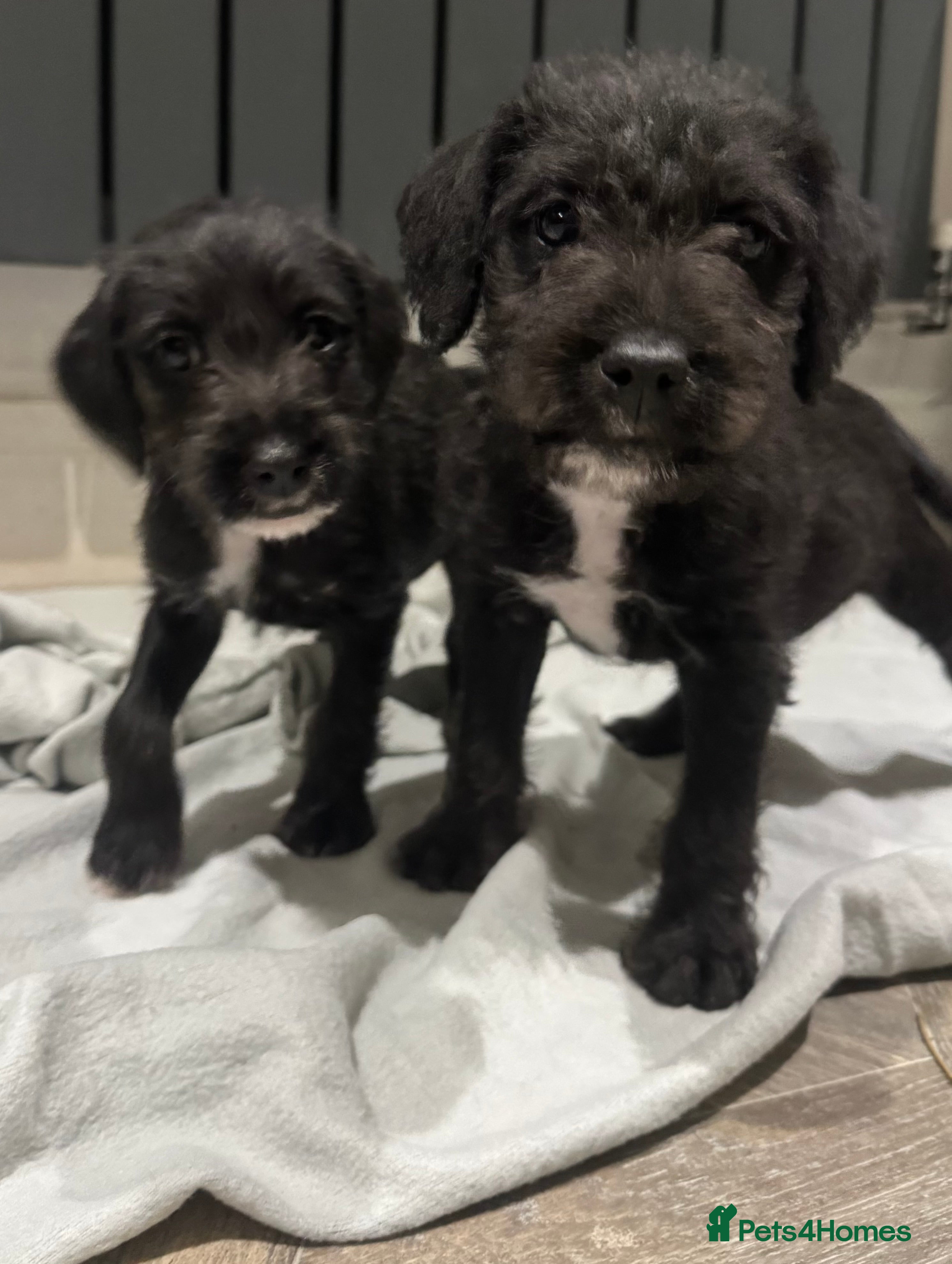Bedlington Terrier dogs F1 bedlington whippet puppies available  - Advert 18