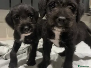 Bedlington Terrier dogs F1 bedlington whippet puppies available - Advert 18