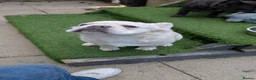 French Bulldog dogs for sale: White French bulldog - Advert 4