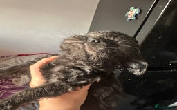 Mixed Breed dogs for sale: 6 fluffy frenchie cross puppies - Image 6