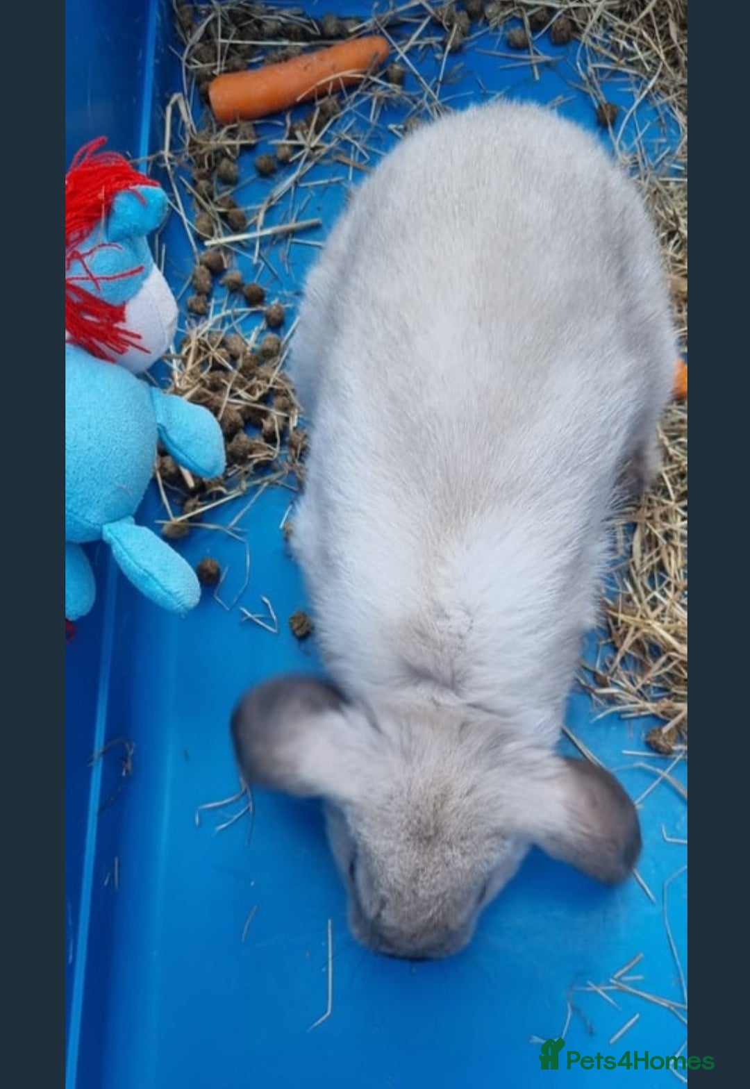 Mini Lion Lop rabbits for sale: Male mini lion lop - Image 6